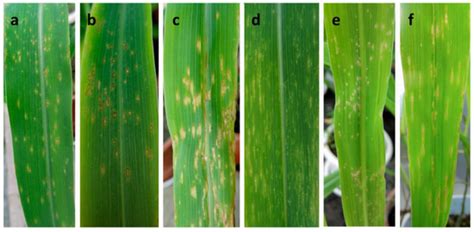 Etiology and Symptoms of Maize Leaf Spot Caused by Bipolaris spp. in ...