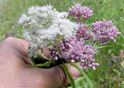 Eutrochium Maculatum