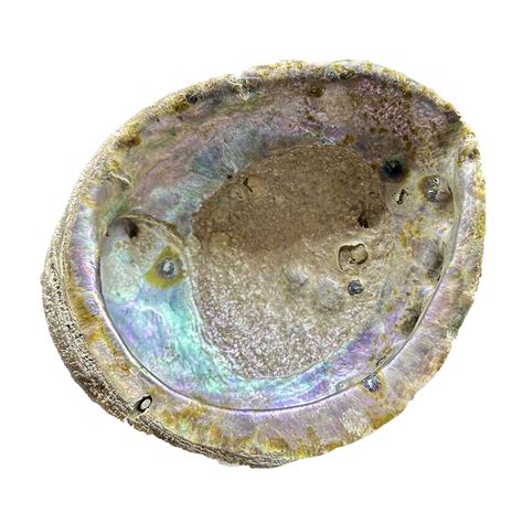 Abalone Shell – CrystalCaveIndia