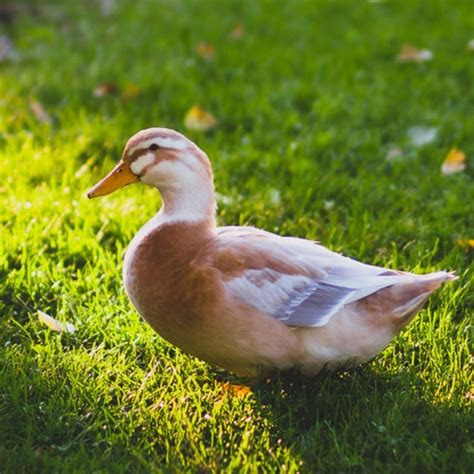 Silver Appleyard Ducks {The Best Dual-Purpose Duck Breed?}