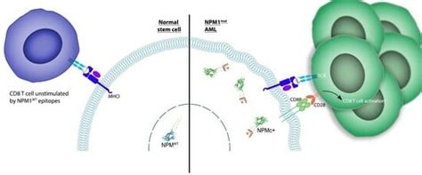 Immunotherapeutic Potential of Mutated NPM1 for the Treatment of Acute ...