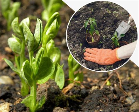 How to Grow Green Peas in Container in Hindi | how to grow green peas ...