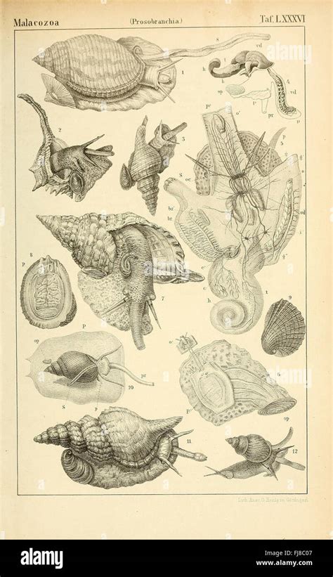 Zoological Classification 的图像结果