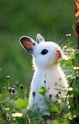 Image result for Super Cute Bunnies Kissing