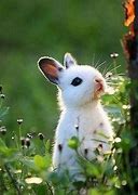 Image result for 4 Cute Bunnies