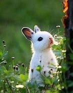 Image result for Cute Bunnies Aesthetic