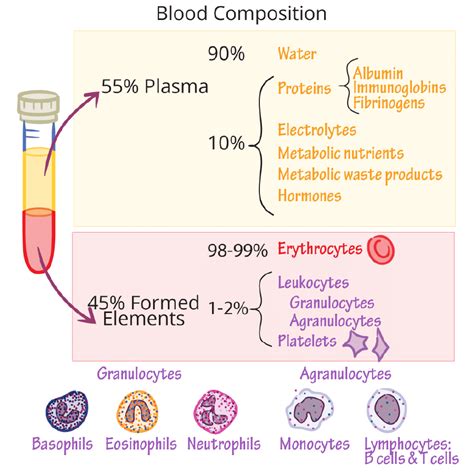 Body Fluids and Circulation Chapter Notes - Biology Class 11 - NEET PDF ...