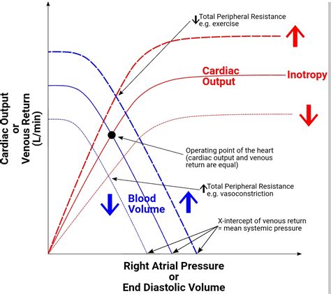 Physiology, Frank Starling Law | Treatment & Management | Point of Care