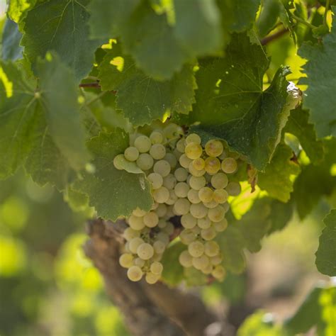 Varietats de raïm | D.O. Cava