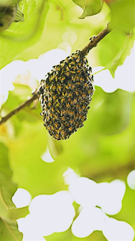 Image result for Beehive