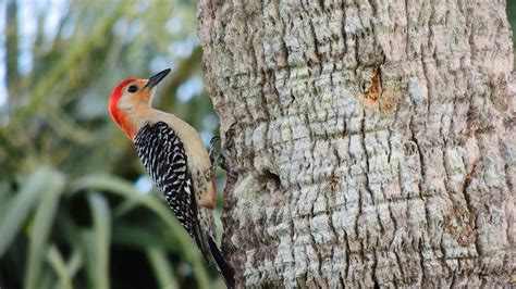 Why Do Woodpeckers Peck On Metal at William Wooden blog