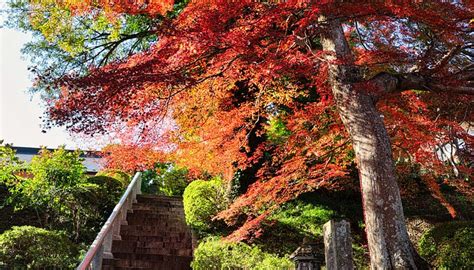 SENKEI-JI TEMPLE - All You Need to Know BEFORE You Go 2026 (with Photos ...