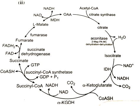 Give the schematic representation of an overall view of Krebs cycle.