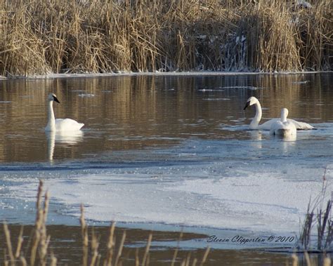 Explore the Beauty of Carlos Avery Wildlife Management Area in Minnesota