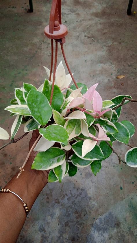 Hoya Amore Variegata' – Dream Green