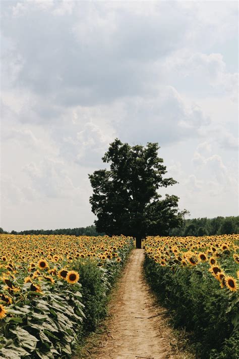 Country Aesthetic Wallpaper 的图像结果