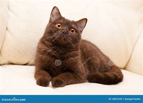 Brown Cat British Shorthair Stock Photo - Image of looking, look: 14031078