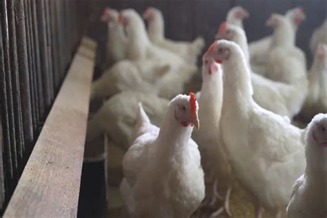 Bird Flu: Centre makes poultry farm registration mandatory