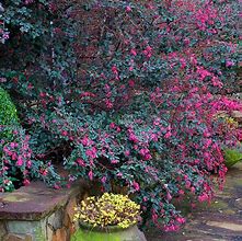 Image result for Loropetalum Ruby Pruning