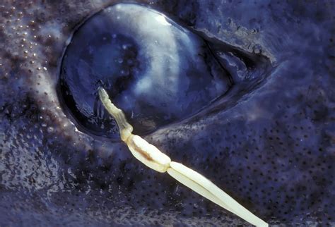 Shark Eye Colour
