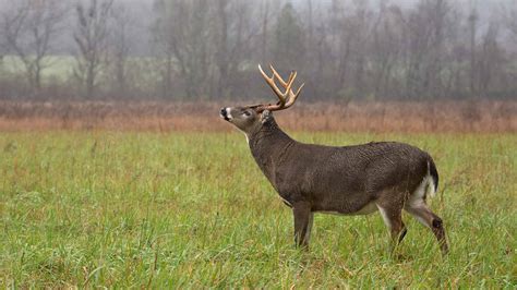 The Largest White-Tailed Deer Ever Caught in Washington was a Majestic ...