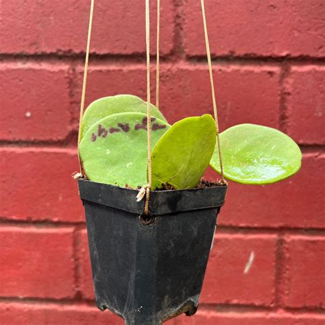 Hoya Obovata Splash Plant
