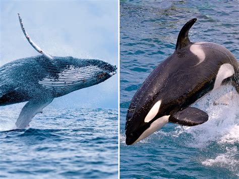 Humpback Whale Vs Blue Whale New Population Of Blue Whales Discovered