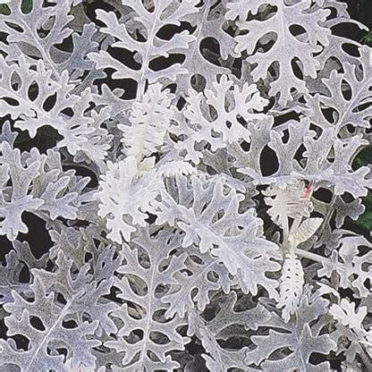 JRYU Cineraria Flower Seed Price in India - Buy JRYU Cineraria Flower ...