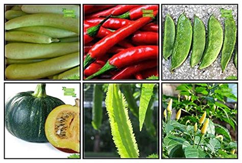 Creative Farmer Plants Seeds Combo Vegetable Seeds : Bittergourd ...