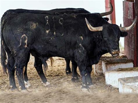 Aprobado el imponente encierro de Barralva para Mérida – suertematador.com