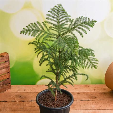Christmas Tree Plant – MyOwnGarden®