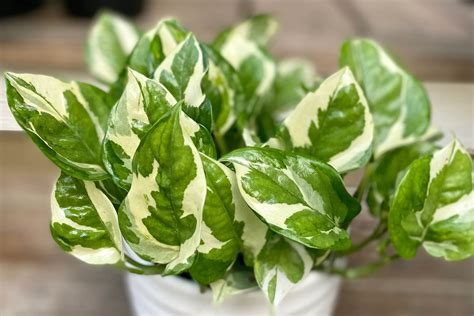 How to Grow and Care for Glacier Pothos - Trimmed Roots