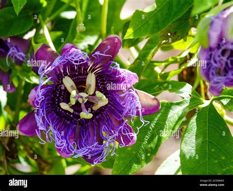 Purple passionflower, Passiflora incarnata, blossoms growing on the ...