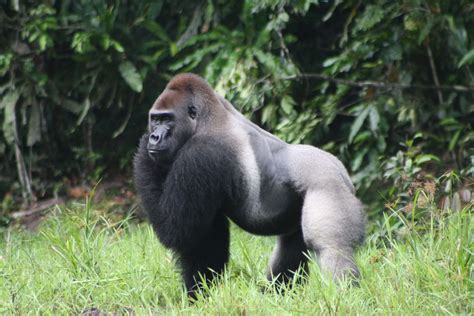 Facts about Silverback Gorillas - WUMULA AFRICA VENTURES