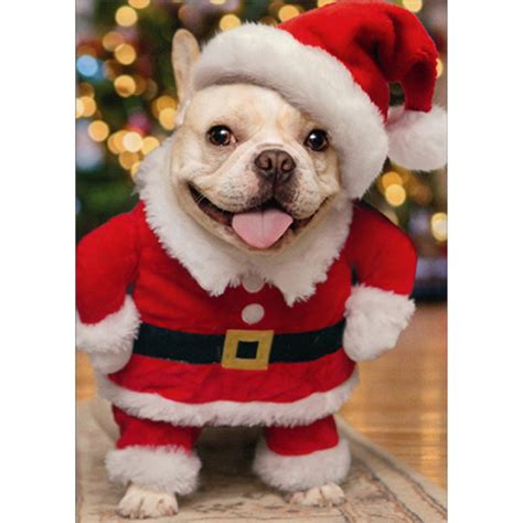 Puppy Wearing Santa Hat and Suit Cute Humorous : Funny Dog Christmas ...