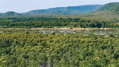 India’s forest, tree cover rose by 2,261 sq km in 2021: ISFR report ...