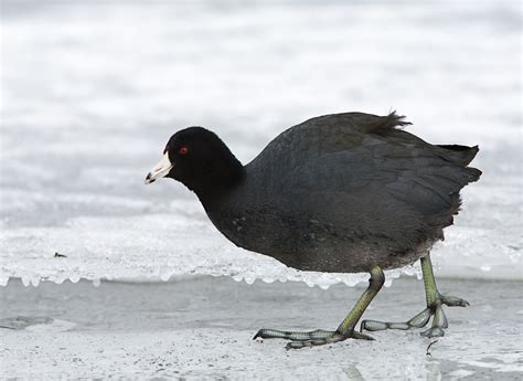 American Coot (U.S. National Park Service)