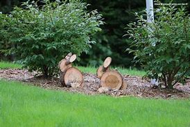 Image result for Wooden Toys for Rabbits