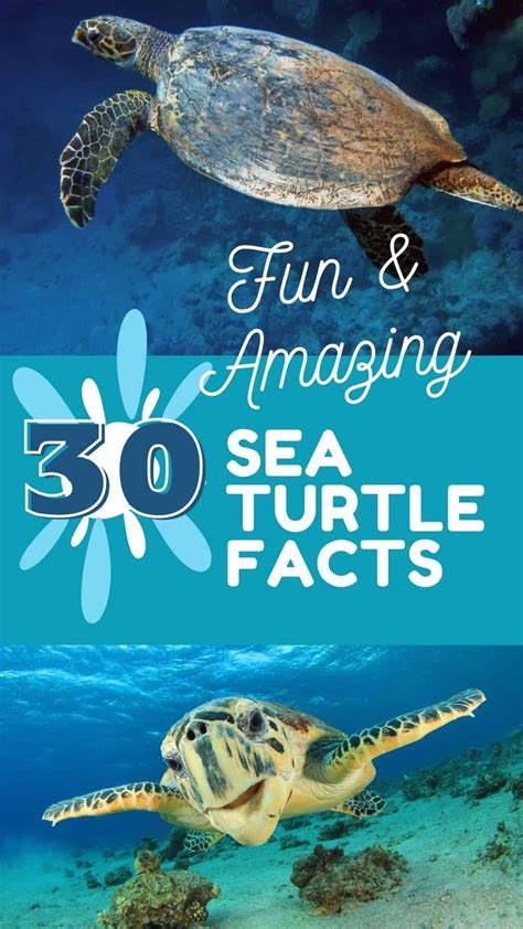 30 Fun Facts About Sea Turtles