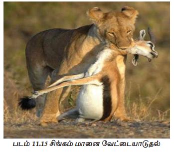 இனக்கூட்டச் சார்பு - உயிரினங்கள் மற்றும் இனக்கூட்டம் | Population ...