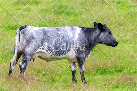 Belgian blue cow - Photos by Canva