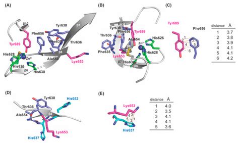 A 3D–Predicted Structure of the Amine Oxidase Domain of Lysyl Oxidase ...