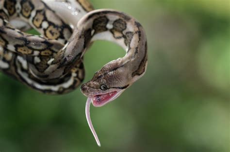 Pythonidae Python 的图像结果