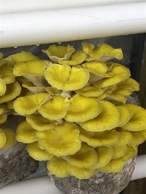 Golden Oyster Mushroom - New River Mushrooms