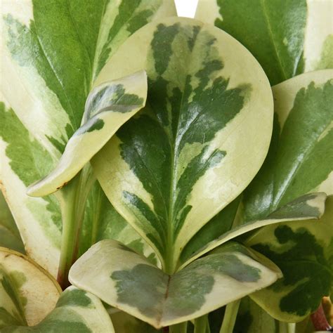 Pepromia Varigated Natural Live Plant with Nursery Pot – PLANTIFY