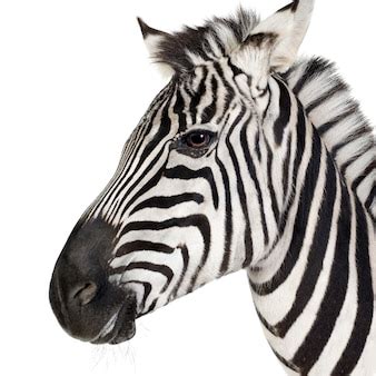 Image result for Zebra Front View