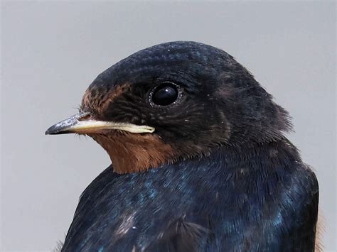 Barn Swallow | BirdForum
