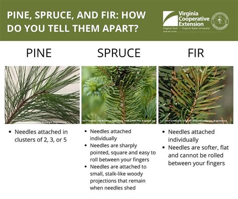 How to identify spruce fir and pine trees – Artofit