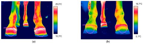 The Effect of Horse Shoeing with Egg Bar Shoes and Shoes with Wedge ...