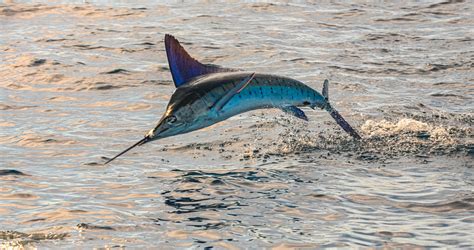 Marlin Vs Sailfish